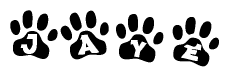 The image shows a series of animal paw prints arranged in a horizontal line. Each paw print contains a letter, and together they spell out the word Jaye.