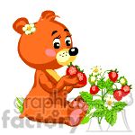 Teddy bear eating strawberries.