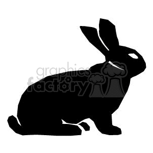 Black and white rabbit
