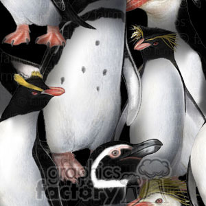A clipart image depicting various penguins including different species with distinctive features like crests and patterns in black and white.