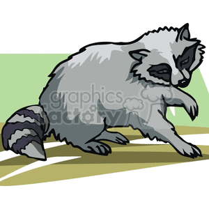 Raccoon