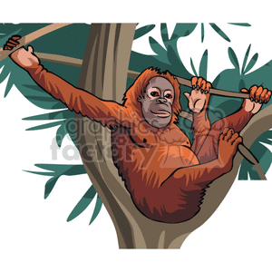 Orangutan sitting in a tree