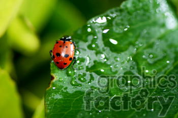 A close-up image of a ladybug on a leaf covered with water droplets.