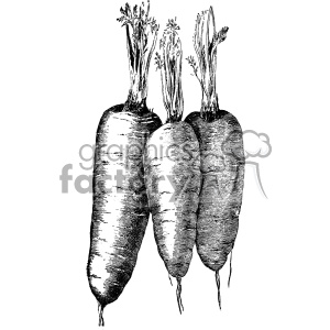 A detailed black and white clipart illustration of three carrots with leafy tops.