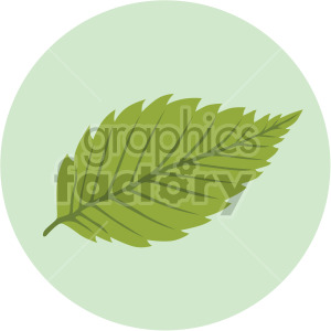 birch leaf on green circle background