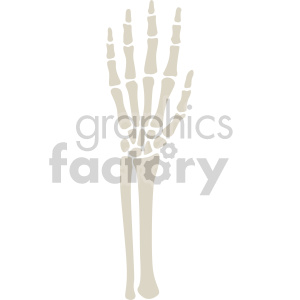 skeleton hand and forearm