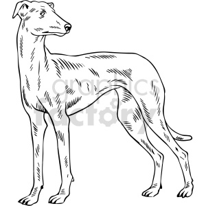 This clipart image features a stylized line drawing of a greyhound dog. The dog is depicted in a side profile with its distinct slender, athletic build, deep chest, and long, lean legs that are characteristic of the breed.