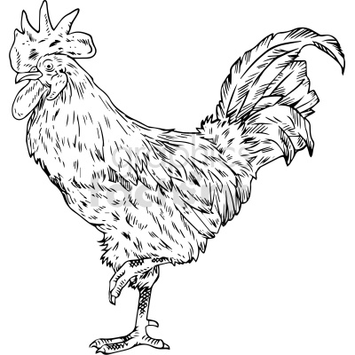A black and white clipart image of a rooster, showing detailed feathers, comb, and wattle.
