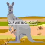 kangaroo01