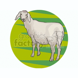 The image depicts a stylized illustration of a sheep standing on a green and yellow background, which likely represents a field or pasture. The sheep looks clean and well-defined, with a fluffy wool coat that is generally characteristic of these animals.