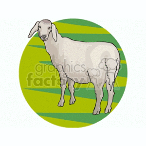 Illustrated Sheep on Pasture