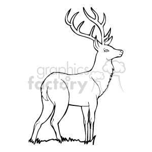 Male deer with its head held high line drawing