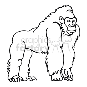 The image is a black and white line art illustration of a gorilla standing on all fours.
