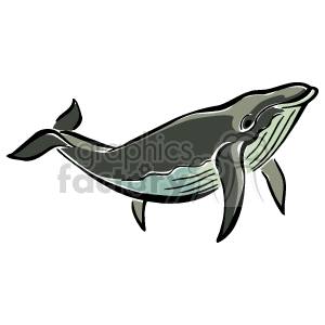 The clipart image depicts a stylized illustration of a blue whale. It shows the whale in profile with its body colored in shades of blue and gray, with the characteristic underside pleats represented by lines stretching from the jawline towards the belly.