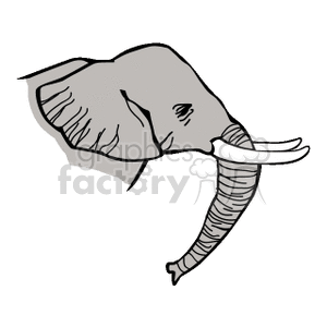 Side profile of elephant with large ivory tusks
