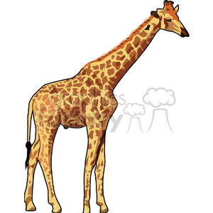 giraffe girafe giraffes girafes animals Animals African