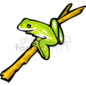 Little green tree frog on a branch