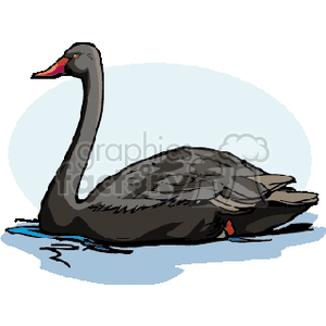 Black swan swimming gracefully through water