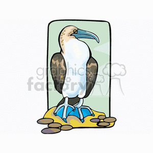 A clipart image of a blue-footed booby standing on a rocky surface.