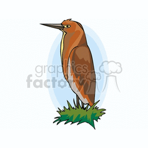 Clipart image of a brown bird with a long beak standing on grass, with a light blue oval background.