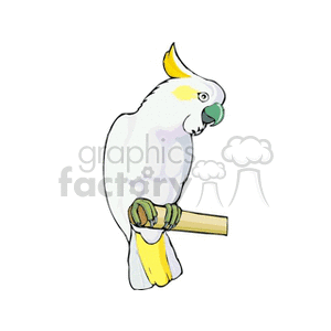 A clipart image of a white cockatoo with yellow crest and tail feathers, perched on a branch.
