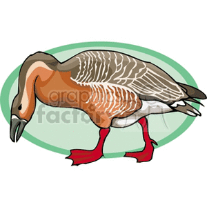 A clipart image of a duck with brown and white feathers and red feet, standing on green grass.