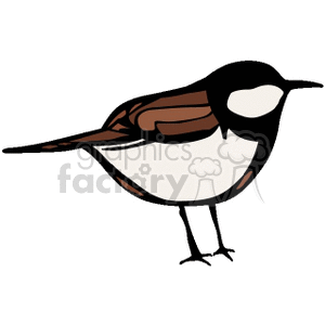 Clipart image of a small bird with a brown and white body and black head and tail, standing on thin legs.