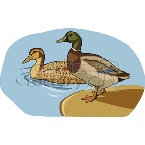 Clipart image of two ducks, one standing on the shore and the other swimming in the water. The background is blue, representing the sky and water.