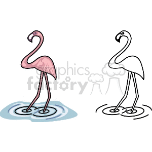 Clipart image of two flamingos standing in water, with one colored pink and the other in black and white.