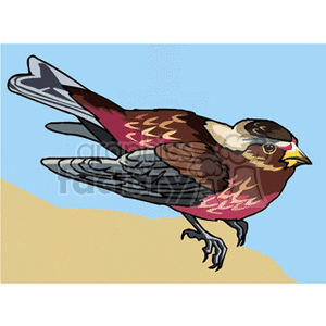 A detailed clipart image of a bird with brown, pink, and white feathers. The bird is perched on a beige surface against a blue background.