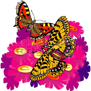 Colorful Butterflies on Flowers