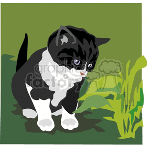 The clipart image features a black and white cartoon kitten with curious eyes looking at a green plant. The kitten has distinct black stripes and white paws, and it's situated against a two-toned green background which might suggest an outdoor setting.