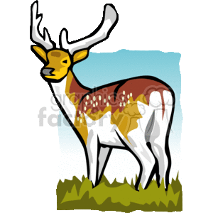 The clipart image shows a stylized cartoon of a buck deer facing forward with its head held high and its ears perked up looking towards you. The deer has brown fur, a white belly, and is standing on a grassy surface. It has 2 large antlers, meaning its a male
