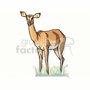 Graceful white-tailed doe standing in grass