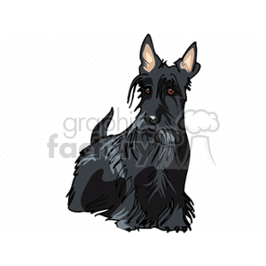 Scottish Terrier Dog - Canine