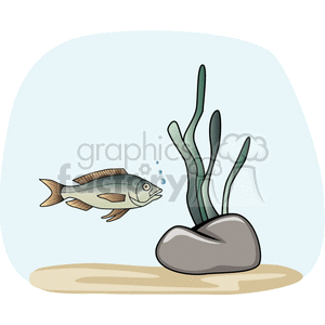 The clipart image features an illustration of a single fish swimming near a cluster of seaweed that is anchored to a rock on a sandy bottom. The setting appears to be underwater, such as in a lake or an aquarium. The fish is depicted with bubbles coming from its mouth, indicating it is submerged in water.