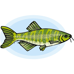 The clipart image depicts a stylized fish with prominent stripes across its body, a typical characteristic of certain fish species. The fish is shown with a lateral line, fins, and whisker-like barbels near its mouth, indicating it may be a type of catfish or a similar freshwater species.