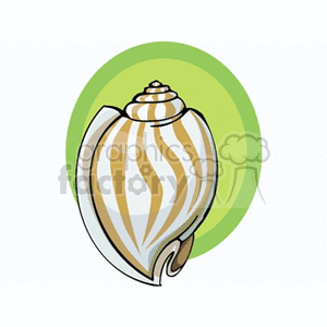 Striped Seashell - Marine Life