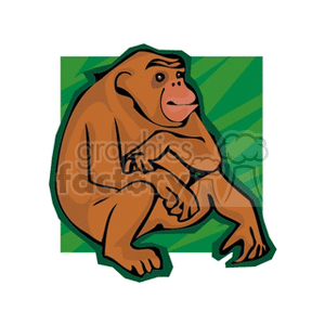 Funny Monkey Sitting on Green Background