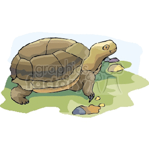 Image of a Tortoise on Grass