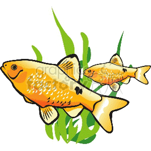 Two golden fish and green sea weed