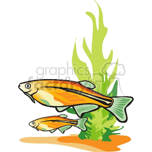 This clipart image features two colorful fish swimming in front of some green aquatic plants. The fish have shades of orange, yellow, and green, and the scene includes an underwater element with plants.