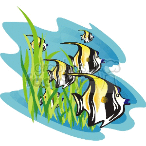 Black and yellow angelfish