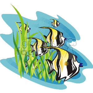 black and yellow angelfish