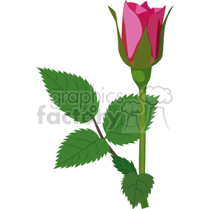 Pink rose on a stem with a few leafs