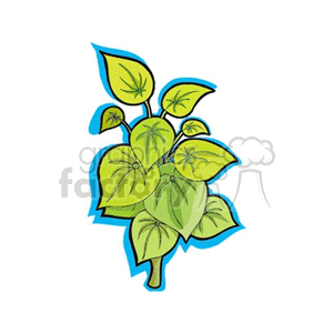 Leafy Green Plant with Bold Border