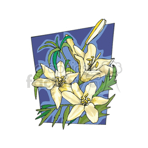 White Lilies against Blue Background