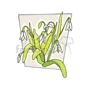 Snowdrop Flowers