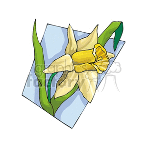 Yellow Daffodil Flower