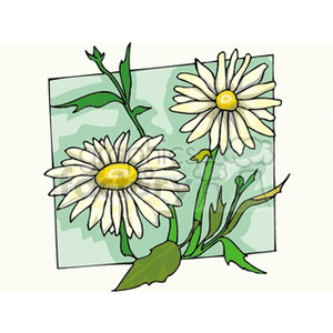 Daisy Flower